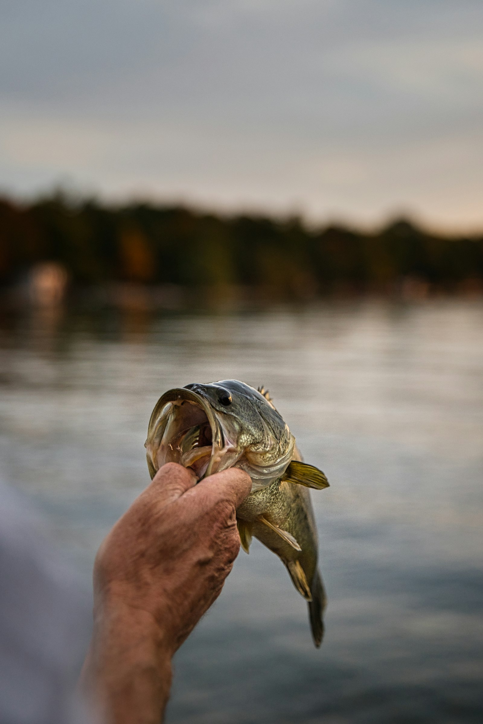A bass held over a lake