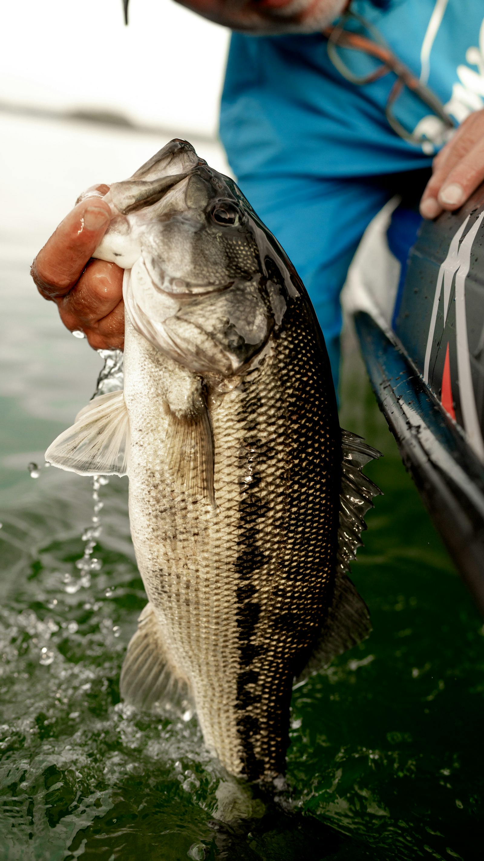 A largemouth held over green water